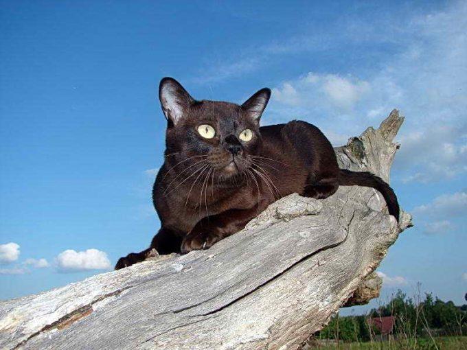 грация и красота бурманской кошки