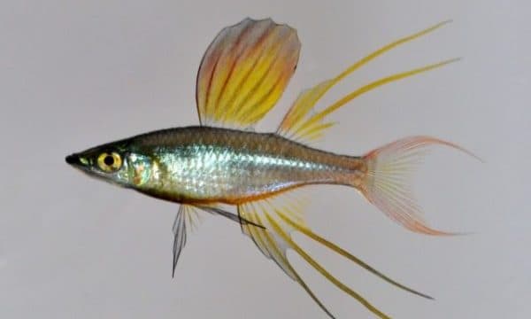 Ириатерина Вернера - прекрасная рыбка в аквариуме
