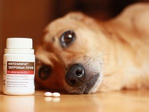 лечение хронической почечной недостаточности у собак