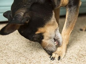 атопический дерматит у собак фото лечение