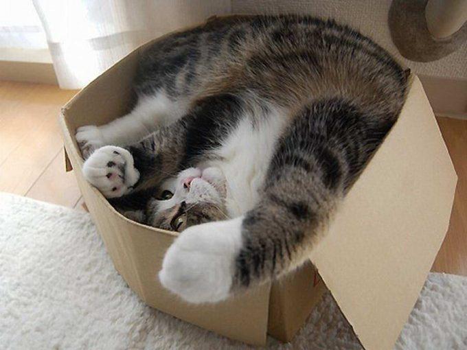 причины любви котов к коробкам