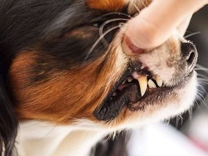 удаление зубного камня у собак цена