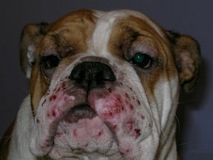 эффективное средство против грибка малассезия для собак