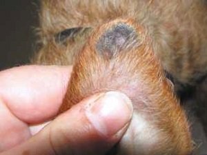 васкулит у собак на ушах лечение