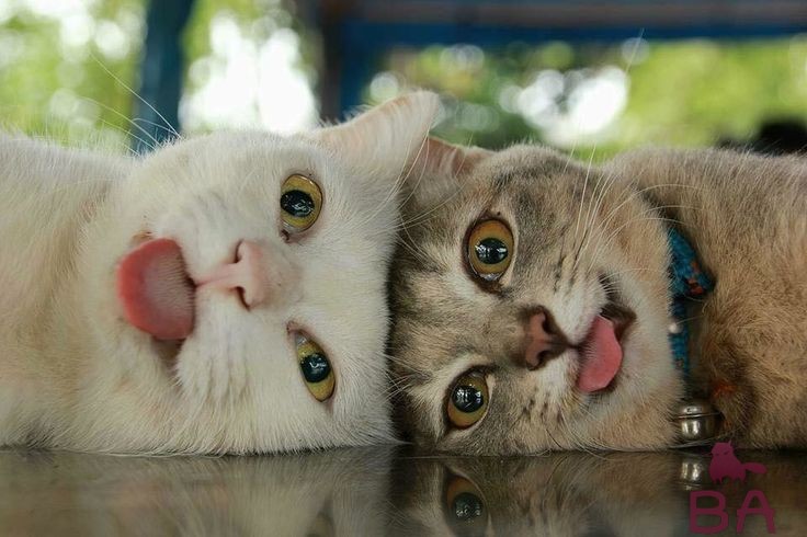 Две кошки