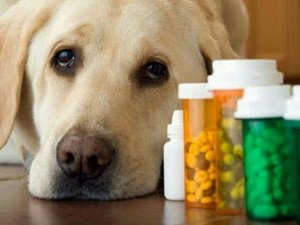 обезболивающие таблетки для собак