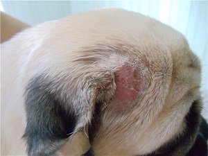 трихофития у собак фото лечение
