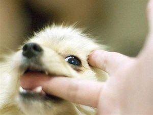 как отучить собаку кусаться во время игры