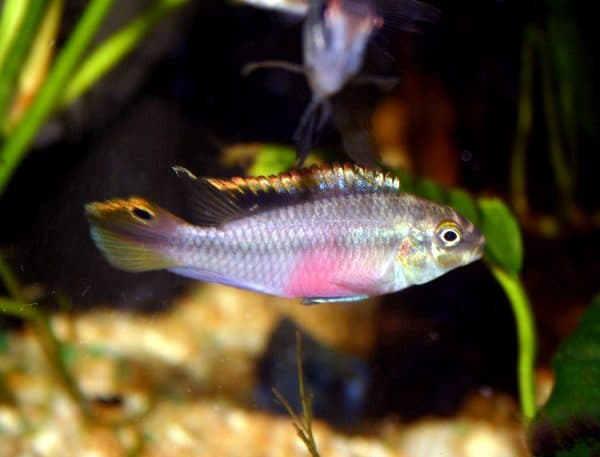 Пельвикахромис пульхер - удивительная рыбка 