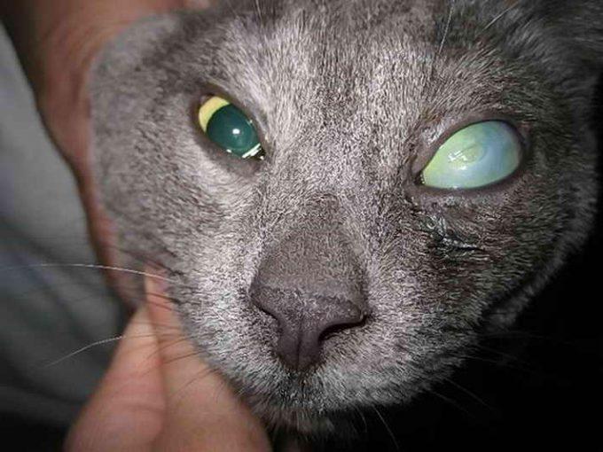 глаукома, как осложнение катаракты у кошек