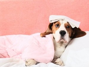 лямблиоз у собаки симптомы лечение