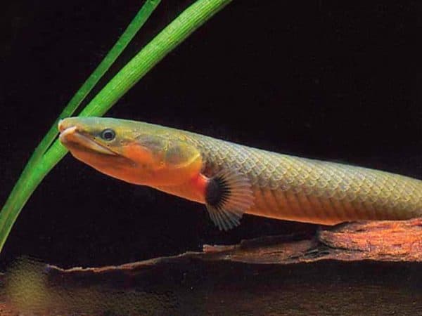Рыбка-змея (Каламоихт калабарский)