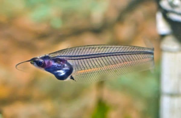 Стеклянный сомик - прекрасная аквариумная рыбка