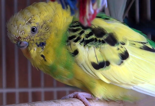 Линька у попугаев волнистых в какое время симптомы фото