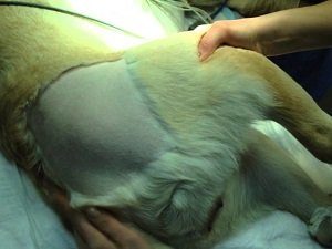 дисплазия тазобедренного сустава у собаки как лечить