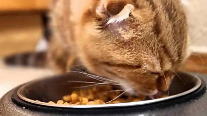 как вылечить кошку при пищевой аллергии
