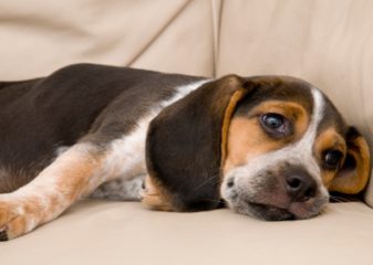 Какие бывают глистогонные средства для собак?