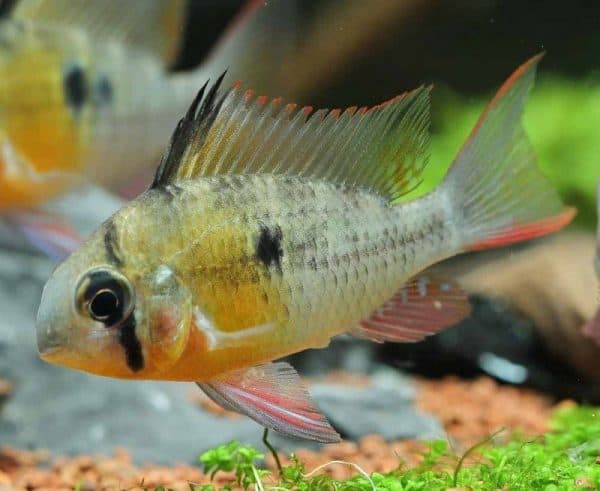 Бабочка боливийская - красивая рыбка