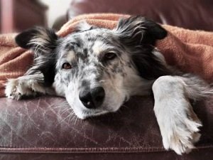 анемия у собаки лечение