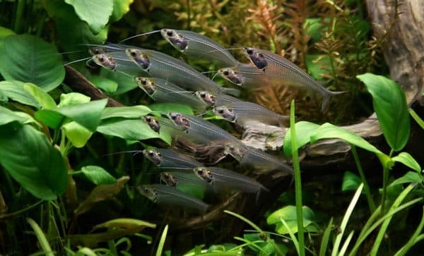 Стеклянный сомик - удивительная аквариумная рыбка