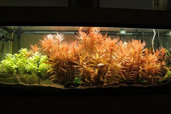 Аммания - прекрасное растение для аквариуме