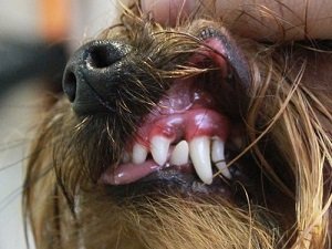 выпадают ли у собак молочные зубы