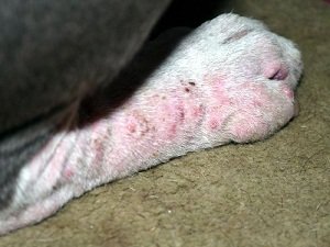 чесотка у собак фото симптомы и лечение