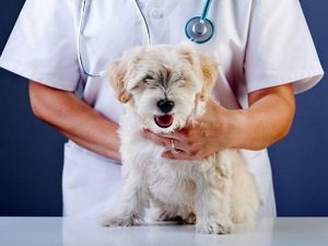 васкулит у собаки чем лечить