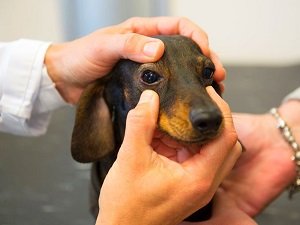 бельмо на глазу у собаки лечение