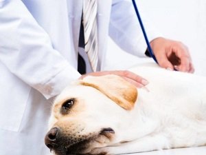 пиометра у собак лечение без операции