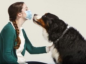 гипоаллергенные собаки