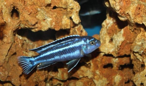 Меланохромис майнгано - красивая рыбка