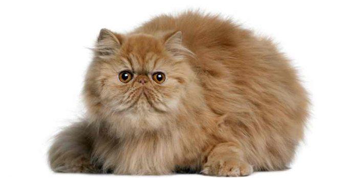 порода персидских кошек