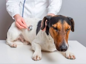 холецистит у собак лекарства
