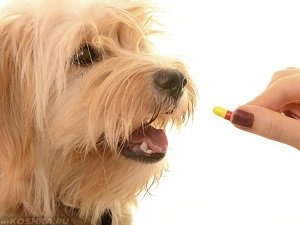 боррелиоз у собак симптомы и лечение