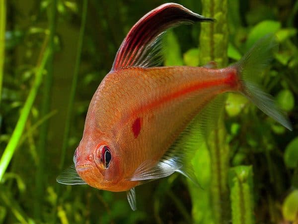Орнатус - прекрасная рыбка в аквариуме