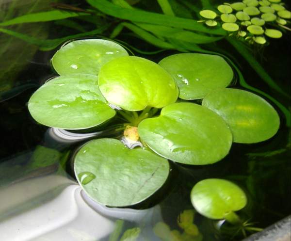 Лимнобиум - растение в аквариуме
