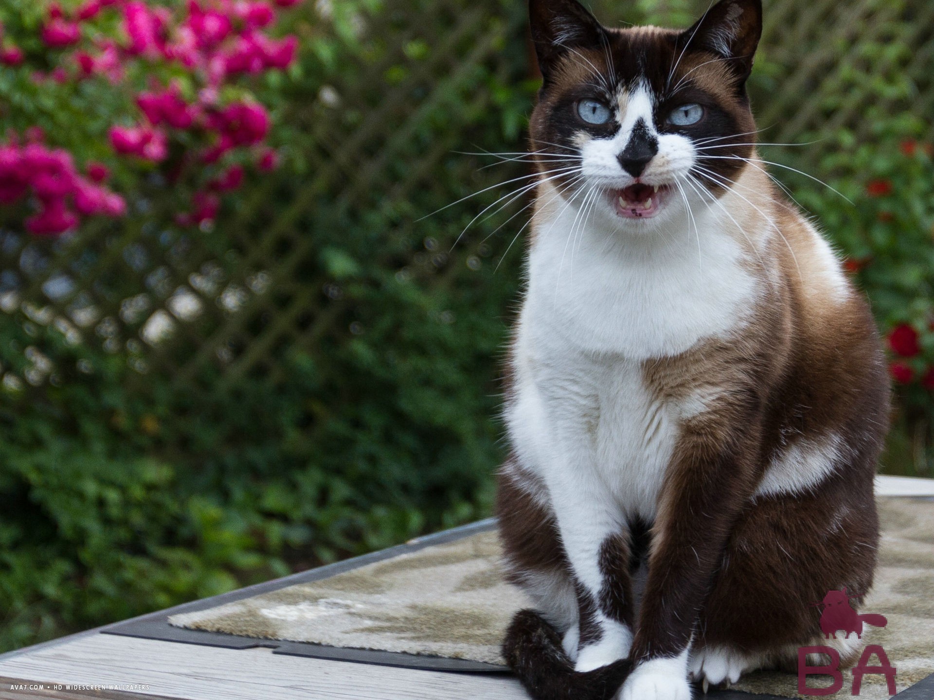 Порода кошек Сноу-Шу: описание, уход и здоровье, цена