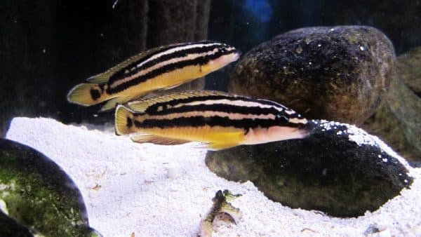 Юлидохромисы - красивая рыбка