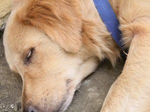 лечение чумки у собак в домашних условиях