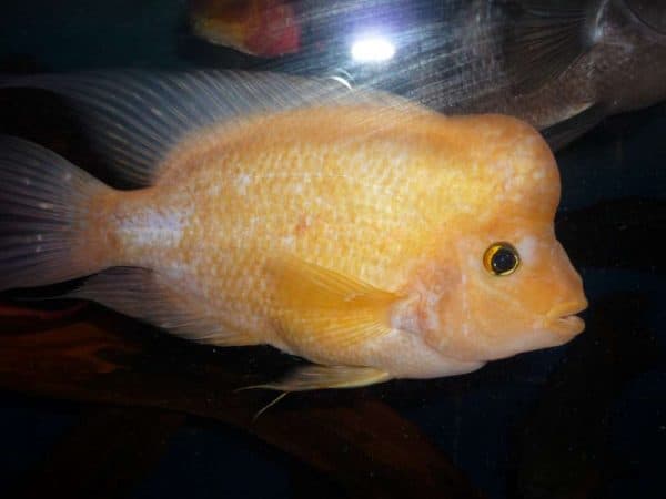 Цитроновая цихлазома - прекрасная аквариумная рыбка