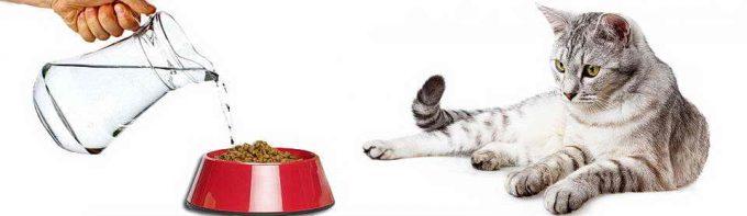 как размочить сухой корм для кошек