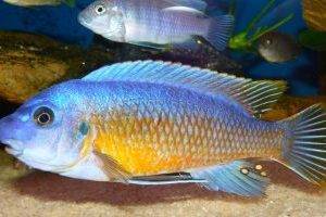 Почему аквариумных рыбок прозвали «Умными»?