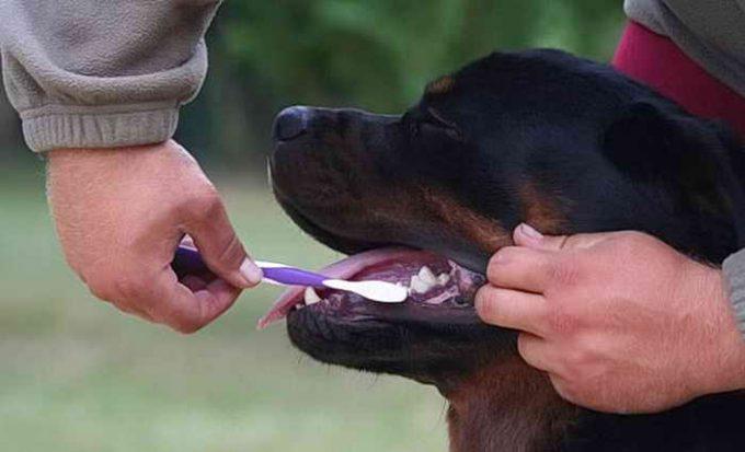 гигиена зубов у собаки