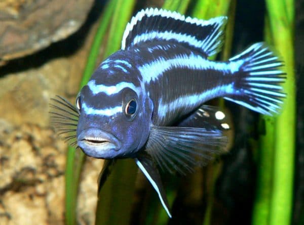 Меланохромис майнгано - удивительная рыбка