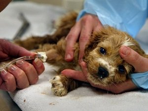как лечить чумку у собак