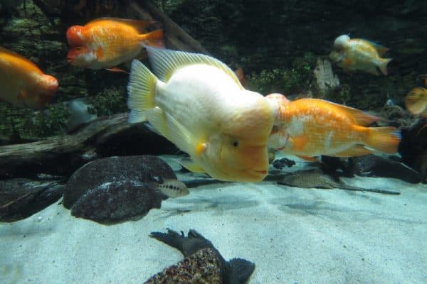 Цитроновая цихлазома - удивительная аквариумная рыбка