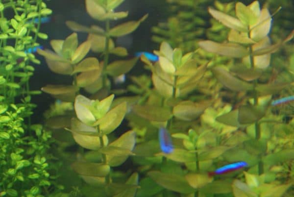 Бакопа каролинская в аквариуме