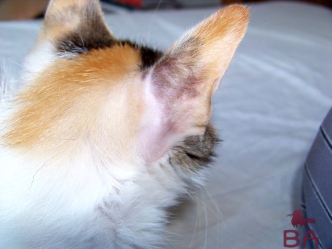 Облысение у кошки симптомы, признаки и быстрое лечение облысения