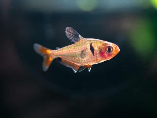 Серпас - прекрасная рыбка в аквариуме